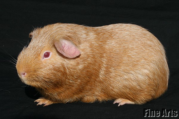 Armand