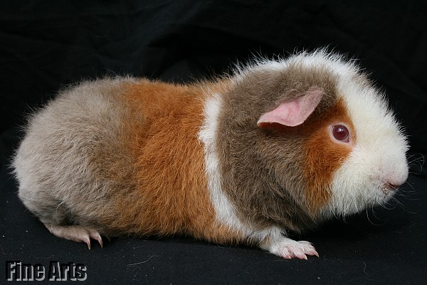 Frederiko