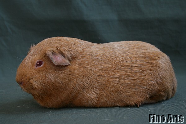 Loulou