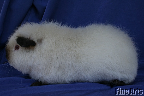 Sookie